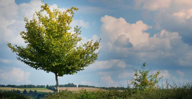 Tree in the field, summer in Germany