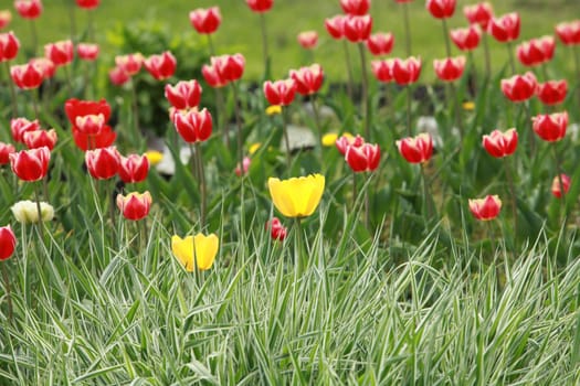 many red tulips grass falaris in the foreground dutch landscape