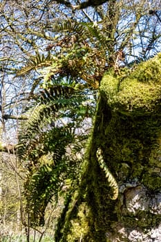 Athyrium filix-femina kown as the lady fern, female fern or common lady-fern in Britush park