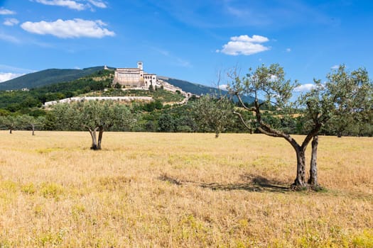 Olive trees in Assisi village in Umbria region, Italy. The town is famous for the most important Italian St. Francis Basilica (Basilica di San Francesco)