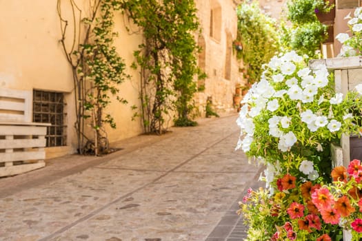 Spello, Italy - Circa June 2021: flowers in ancient street. Spello is located in Umbria region, Italy.