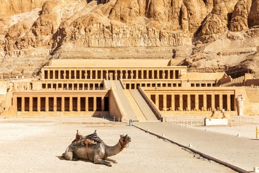 Cute camel near the Mortuary Temple of Hatshepsut, Luxor, Upper Egypt.