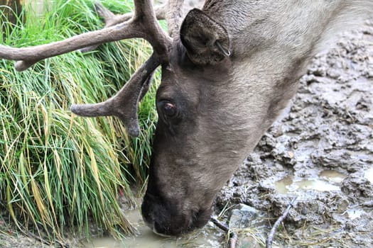 A caribou drinking muddy water from the ground.
