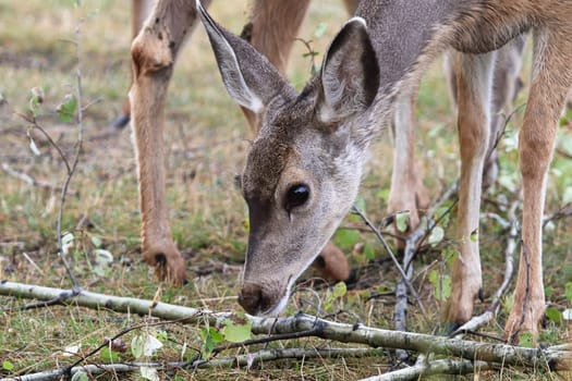 Closeup of a mule deer sniffing the ground.
