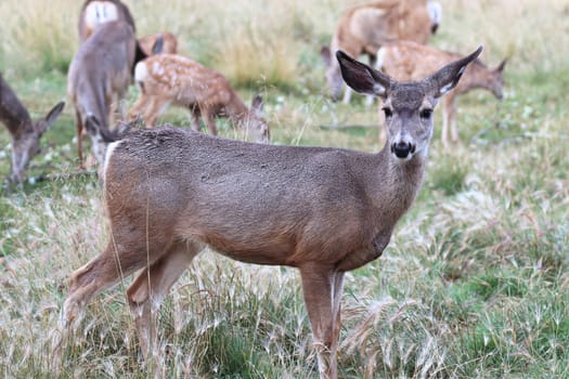 Side profile of a female mule deer.