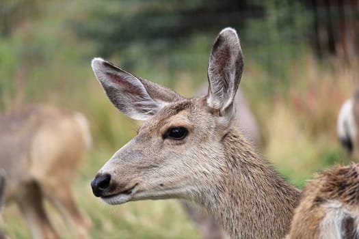 Closeup of the side of a female mule deer head.