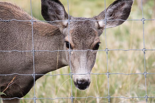 A female mule deer looks through a wire fence.