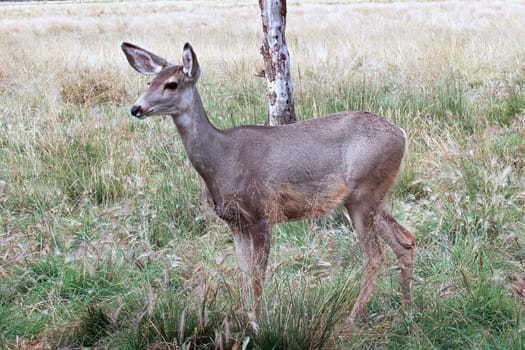 Side profile of a female mule deer.