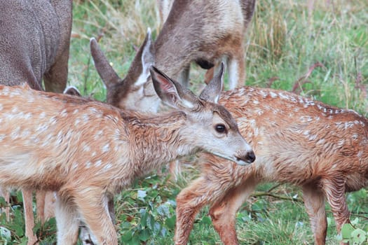 Closeup of some spotted mule deer fawns.