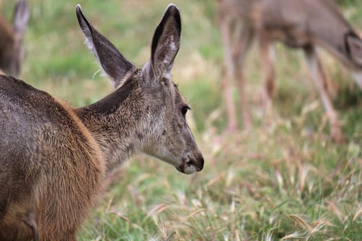 A female mule deer with a herd in the background.