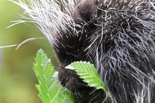Closeup of a porcupine head beside some leaves.