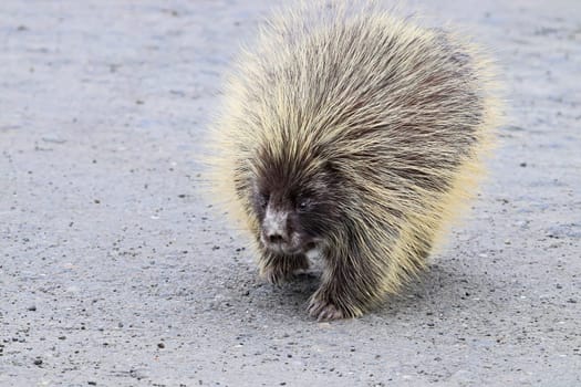 Closeup of a porcupine walking on a road.