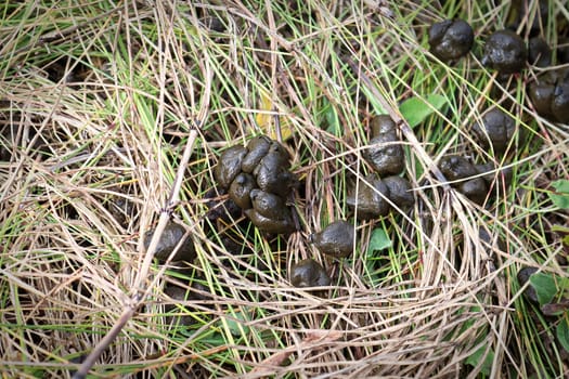 Fresh deer scat in the dry grass.