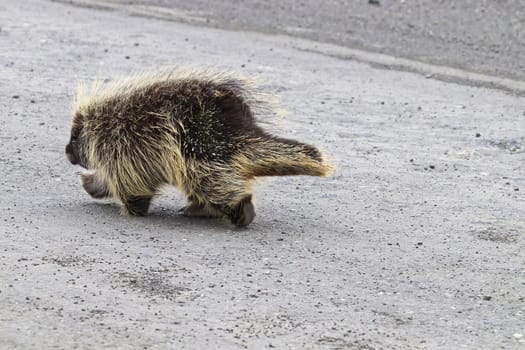 Side view of a porcupine walking on a road.