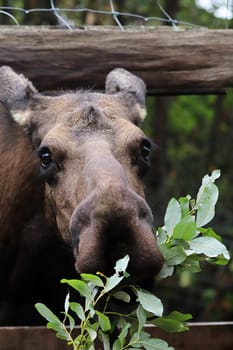 A pet moose comes to eat tree branches.
