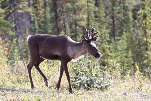 A craibou walks along a grassy opening.