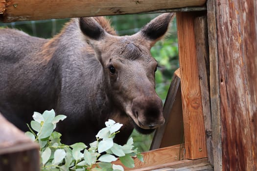 A pet moose comes to eat tree branches.