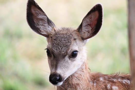 Closeup of a tiny mule deer fawn head.
