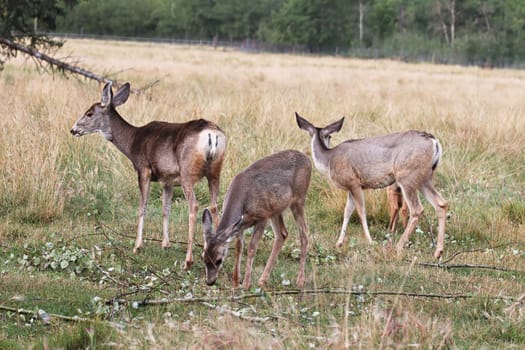 Three mule deer standing in a grassy meadow.