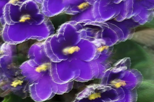 An abstract background of african violet flowers.