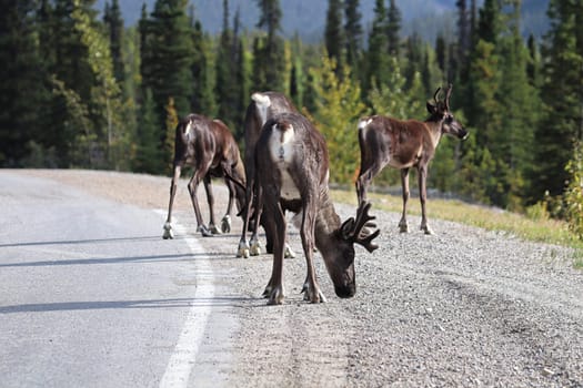 A herd of caribou licking salt off a highway.