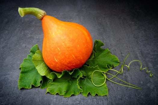 Red kuri squash on leaves over dark background
