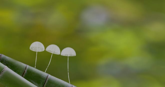 The 3d rendering Mushroom Wallpaper with nice background color