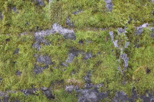 Green moss on a brick wall. Mosses are also suitable as greening for a flat roof. The science of mosses is called bryology.