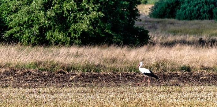 Adult white stork (Ciconia ciconia) looking for a diner - Choczewo, Pomerania, Poland