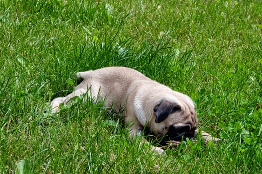 Pug puppy on the walk - Grodzisk Mazowiecki, Masovia, Poland