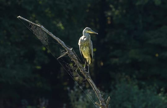 young gray heron sits on a branch