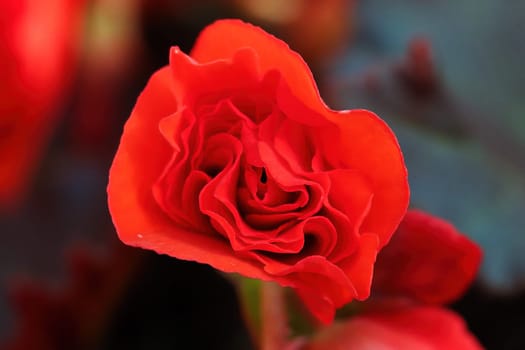 Closeup background of a red begonia flower.