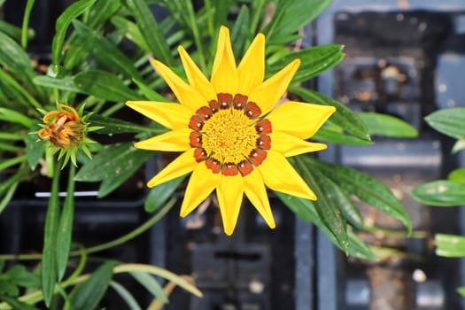 Closeup of a yellow African Daisy flower.