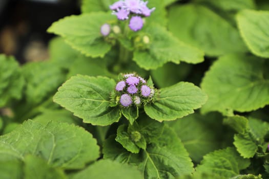 Closeup of the pink flowers on a ageratum plant.