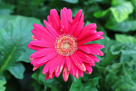 Closeup view a of pink gerbera daisy flower.