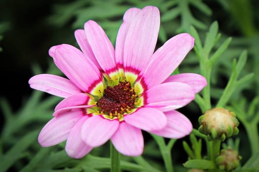 Macro view of a pink and yellow grand daisy flower.