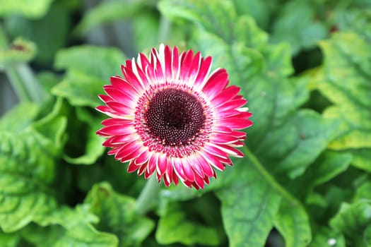 Closeup view a of pink gerbera daisy flower.