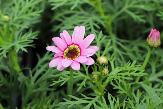 Closeup view of a pink and yellow grand daisy flower.