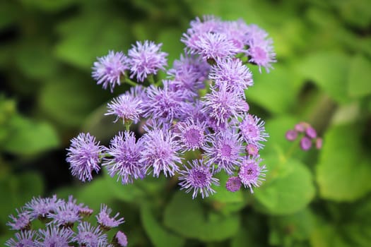 Closeup of the pink flowers on a ageratum plant.
