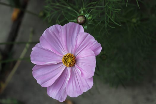 Closeup of a cosmos flower and ferny leaves.