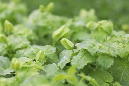 Closeup of buds on a creeping gloxinia plant.