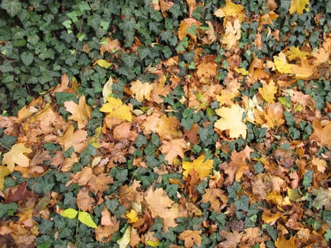Ground with ivy and maple leaves in late autumn in the garden