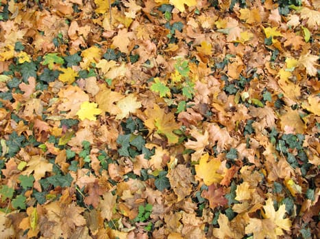 Ground with ivy and maple leaves in late autumn in the garden