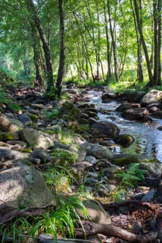 Alder tree forest at Ribera de Acebo river. Exceptional nature spot in the heart of Sierra de Gata, Caceres, Extremadura, Spain