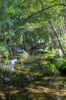 Barrel vault forest at Ribera de Acebo river. Exceptional nature spot in the heart of Sierra de Gata, Caceres, Extremadura, Spain