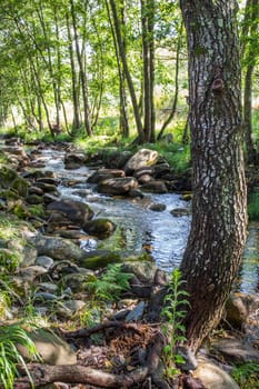 Alder tree forest at Ribera de Acebo river. Exceptional nature spot in the heart of Sierra de Gata, Caceres, Extremadura, Spain