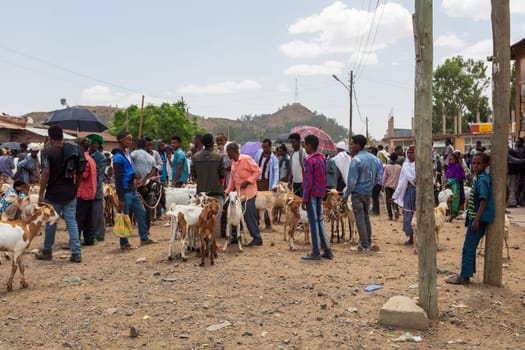 AXUM, ETHIOPIA, APRIL 27th 2019: Ethiopian people selling animal on local animal market, on the main street of Aksum on April 27, 2019 in Aksum, Ethiopia Africa