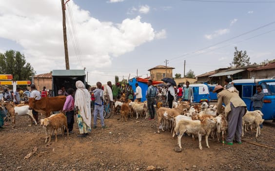 AXUM, ETHIOPIA, APRIL 27th 2019: Tigray native people selling animal on local animal market, on the main street of Aksum on April 27, 2019 in Aksum, Ethiopia Africa