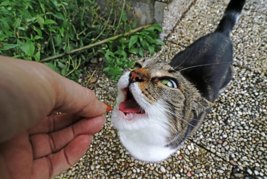 Funny cat photo of a small cat waiting for the food held out with open mouth