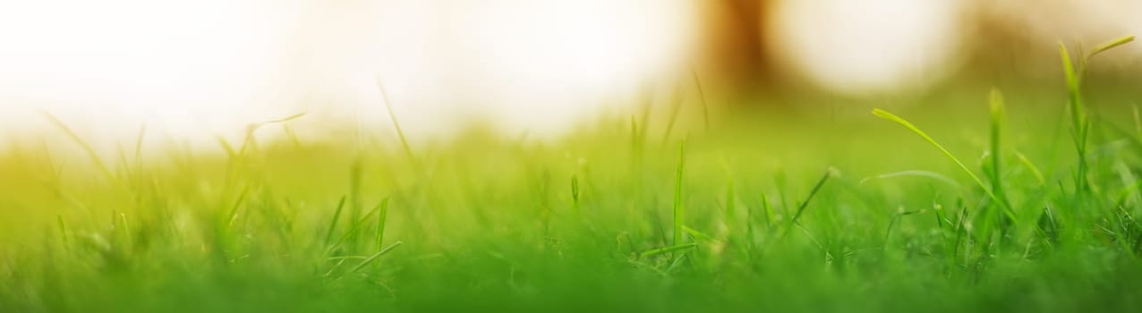 Close-up panoramic view of the green grass in the park. Grassland in nature.